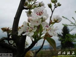 桃花红 梨花白,桃花红梨花白映衬下的浪漫画卷